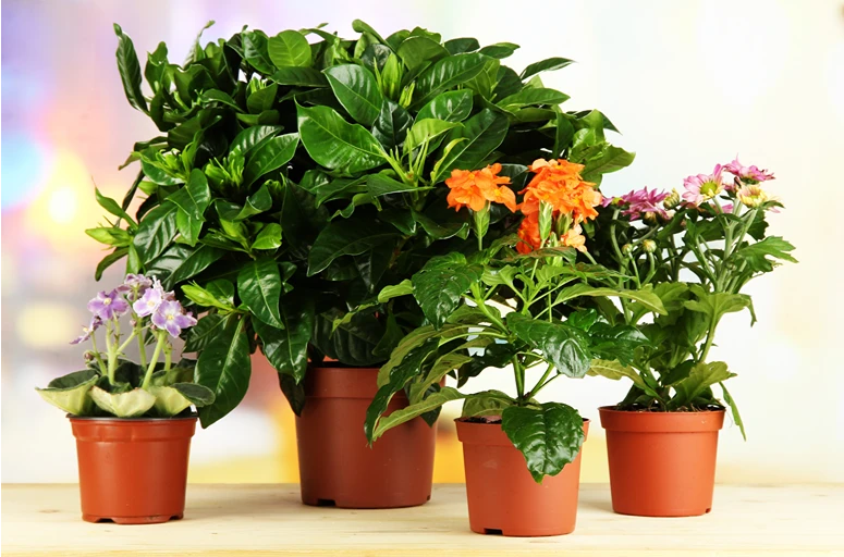 Plants